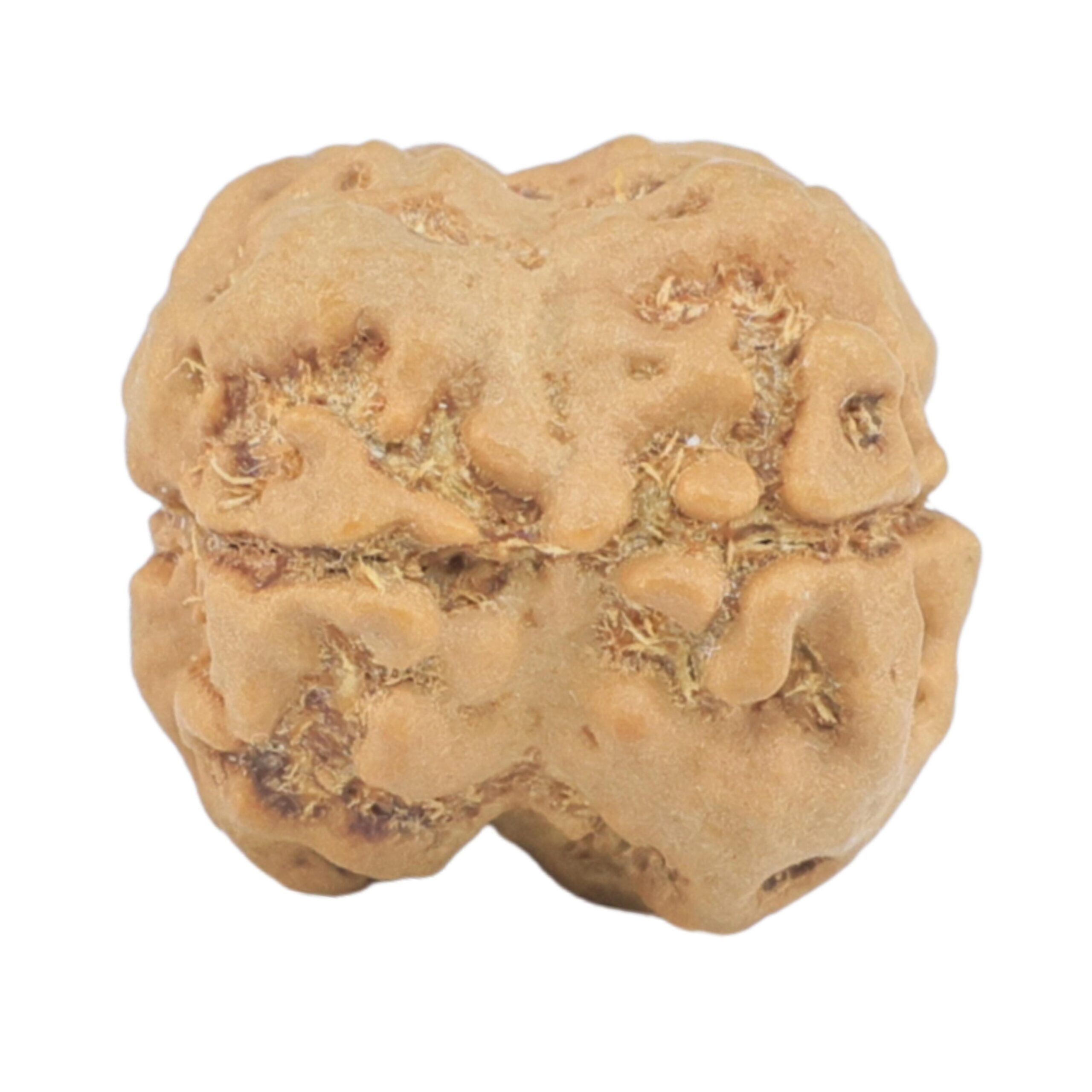 2 Mukhi Rudraksha 18.1mm 1.91gm - Rudraksha back