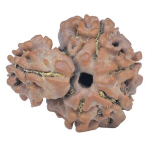 Sawar/Ganesh (5+1) 20.2mm 2.34gm - Rudraksha back