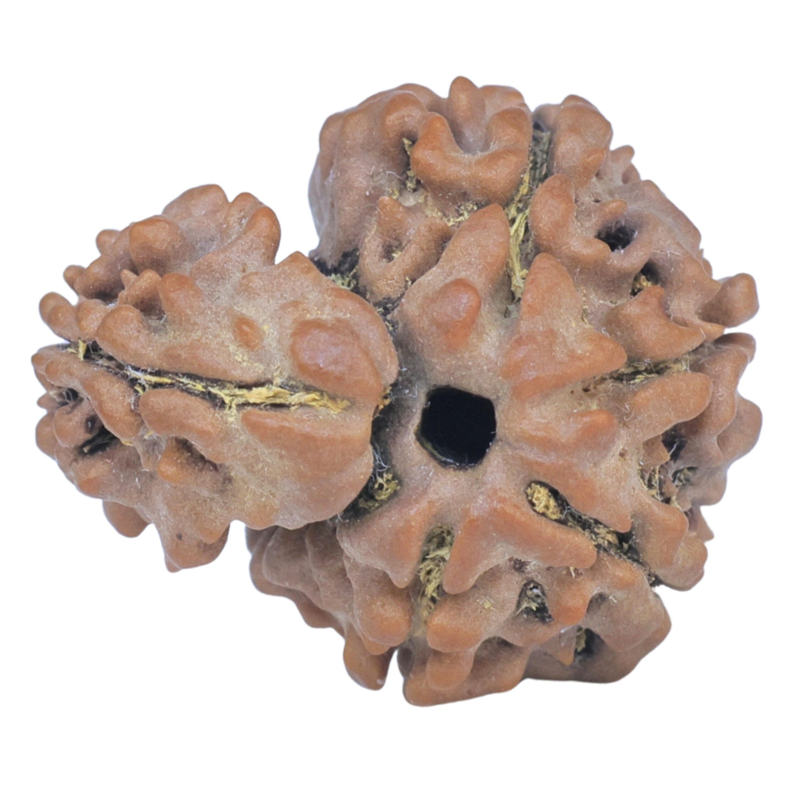 Sawar/Ganesh (5+1) 20.2mm 2.34gm - Rudraksha back