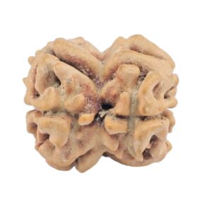 2 Mukhi Rudraksha 23.1mm 2gm - Origin: Nepal - Rudraksha back