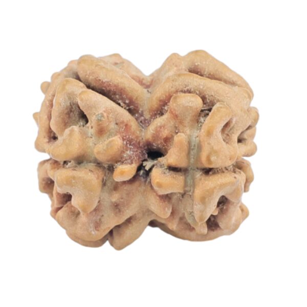 2 Mukhi Rudraksha 23.1mm 2gm - Origin: Nepal - Rudraksha back