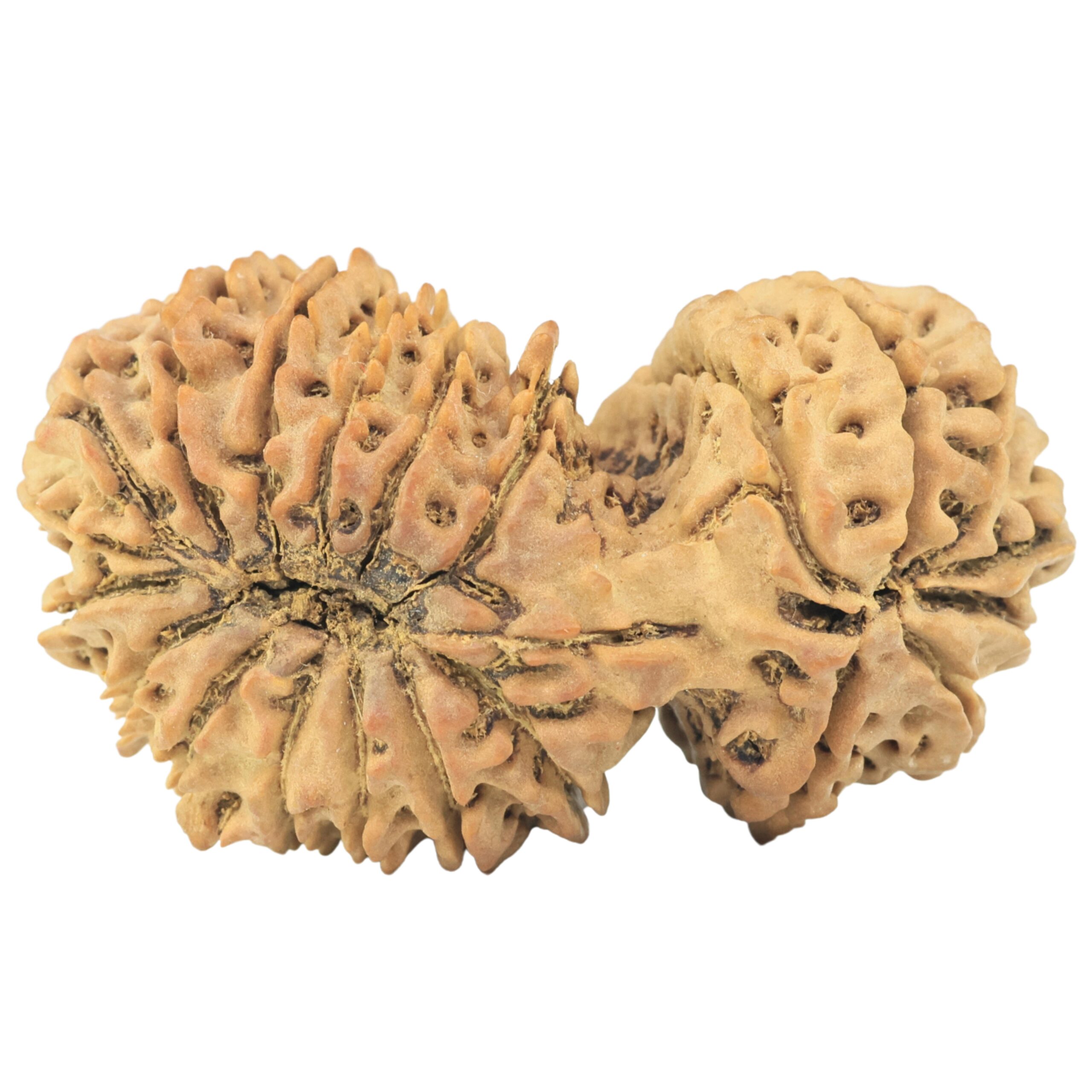 21 Mukhi Gaurishankar 41.1mm 8.15gm - Rudraksha back