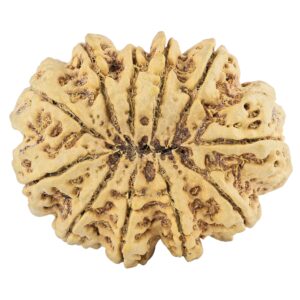 11 Mukhi Rudraksha 39.5mm 11.34gm - Rudraksha back