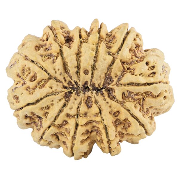 11 Mukhi Rudraksha 39.5mm 11.34gm - Rudraksha back