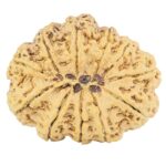 11 Mukhi Rudraksha 35mm 8.23gm - Rudraksha back