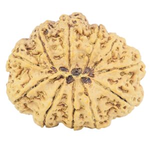 11 Mukhi Rudraksha 35mm 8.23gm - Rudraksha back