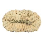 25 Mukhi Rudraksha 27.3mm 2.54gm - Rudraksha back