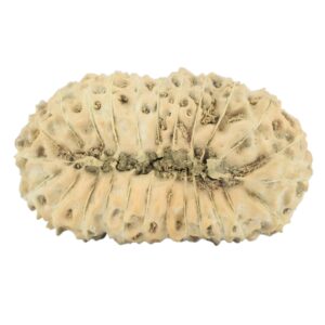 25 Mukhi Rudraksha 27.3mm 2.54gm - Rudraksha back