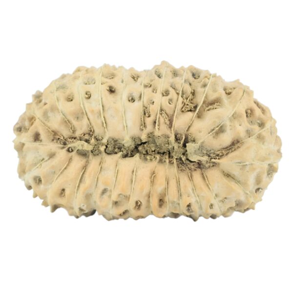 25 Mukhi Rudraksha 27.3mm 2.54gm - Rudraksha back