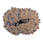 15 Mukhi Rudraksha 22.1mm 2.74gm - Rudraksha back