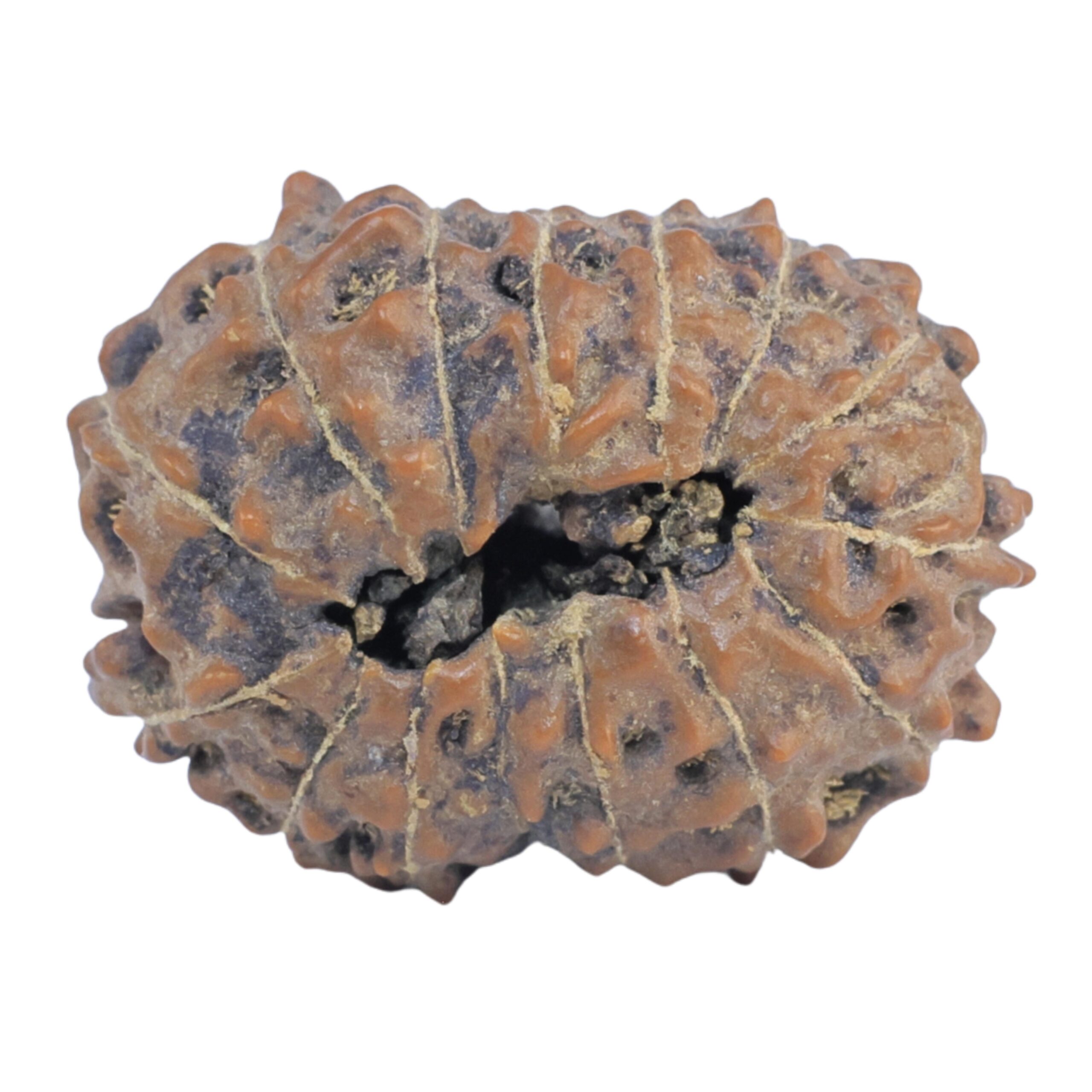 15 Mukhi Rudraksha 22.1mm 2.74gm - Rudraksha back