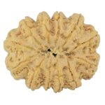 12 Mukhi Rudraksha 35.4mm 9.81gm - Rudraksha back