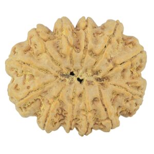 12 Mukhi Rudraksha 35.4mm 9.81gm - Rudraksha back