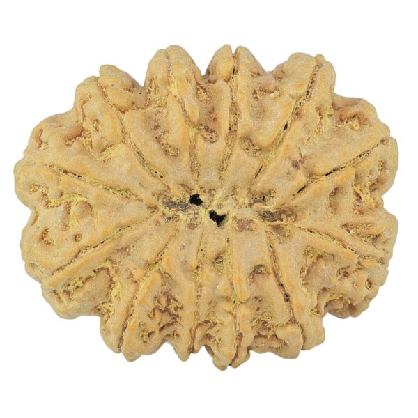 12 Mukhi Rudraksha 35.4mm 9.81gm - Rudraksha back