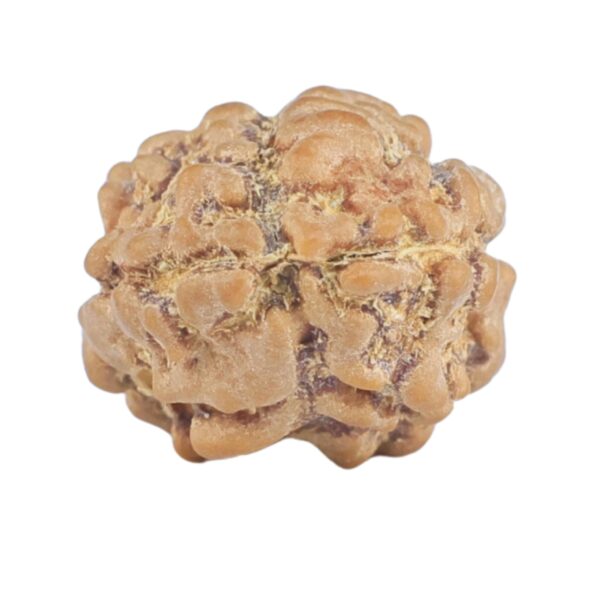 2 Mukhi Rudraksha 14.1mm 0.68gm - Rudraksha back