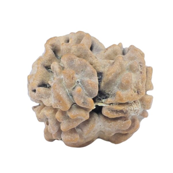 2 Mukhi Rudraksha 17.5mm 1.33gm - Rudraksha back