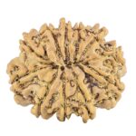 11 Mukhi Rudraksha 25.3mm 3.68gm - Rudraksha back