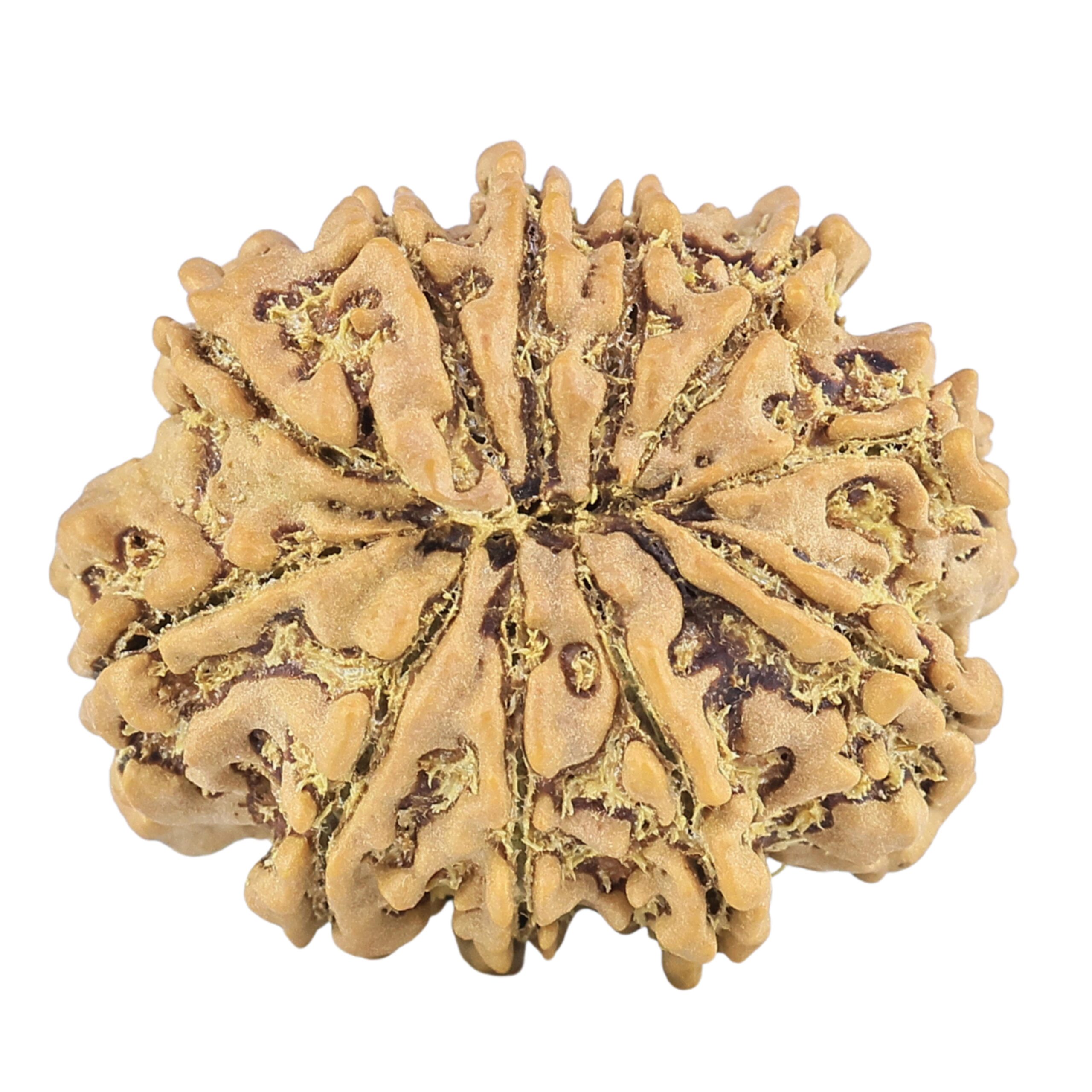 11 Mukhi Rudraksha 25.3mm 3.68gm - Rudraksha back