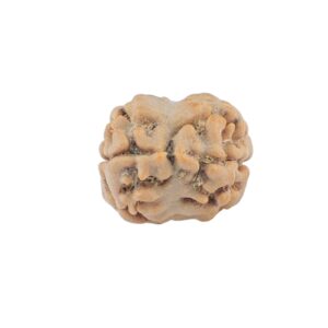 2 Mukhi Rudraksha 20.3mm 1.21gm - Rudraksha back