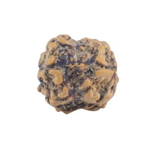 2 Mukhi Rudraksha 20.6mm 1.52gm - Rudraksha back