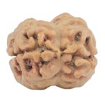 2 Mukhi Rudraksha 24.9mm 2.59gm - Rudraksha back
