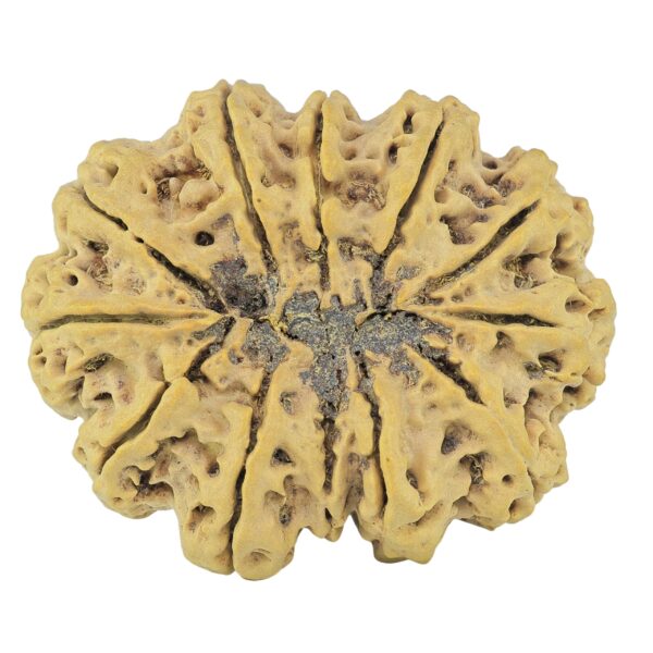 12 Mukhi Rudraksha 39.9mm 10.51gm - Rudraksha back