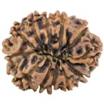 12 Mukhi Rudraksha 29.2mm 5.2gm - Rudraksha back