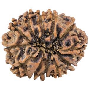 12 Mukhi Rudraksha 29.2mm 5.2gm - Rudraksha back