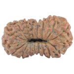 17 Mukhi Rudraksha 18.3mm 0.94gm - Rudraksha back