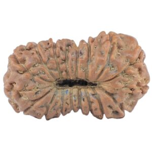 17 Mukhi Rudraksha 18.3mm 0.94gm - Rudraksha back
