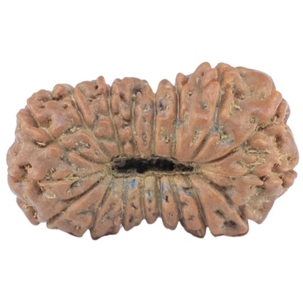 17 Mukhi Rudraksha 18.3mm 0.94gm - Rudraksha back