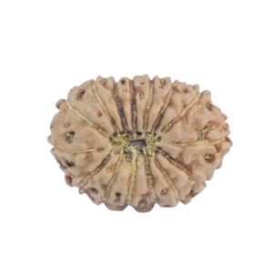 15 Mukhi Rudraksha 17.7mm 1.24gm - Rudraksha back