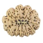 11 Mukhi Rudraksha 38.4mm 10.63gm - Rudraksha back