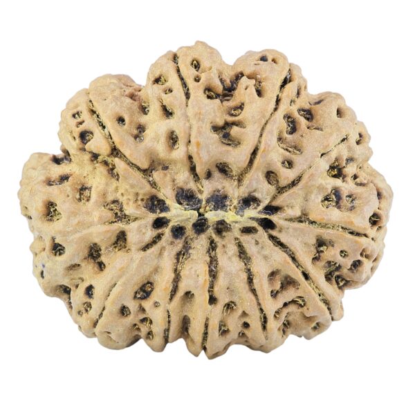 11 Mukhi Rudraksha 38.4mm 10.63gm - Rudraksha back