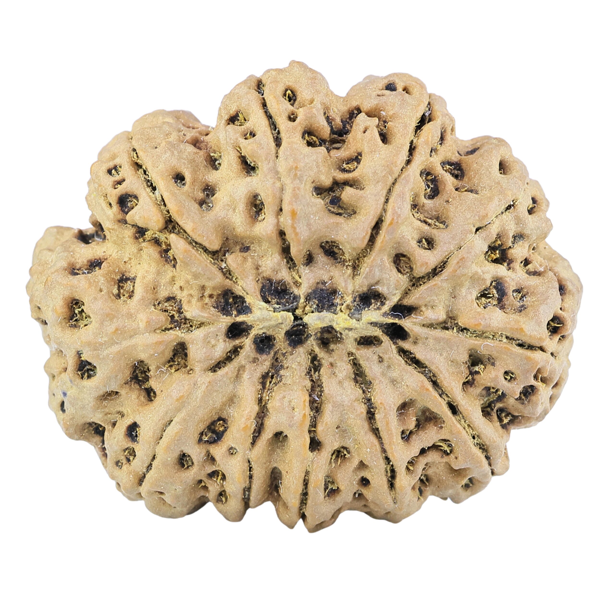11 Mukhi Rudraksha 38.4mm 10.63gm - Rudraksha back