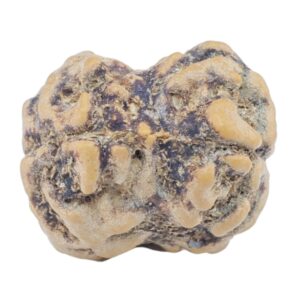 2 Mukhi Rudraksha 23.6mm 2.29gm - Rudraksha back