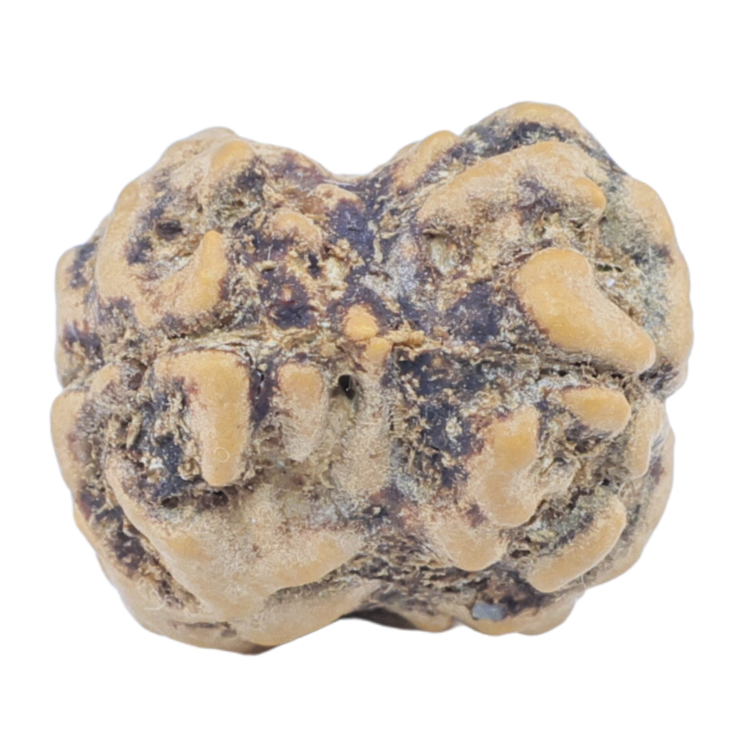 2 Mukhi Rudraksha 23.6mm 2.29gm - Rudraksha back