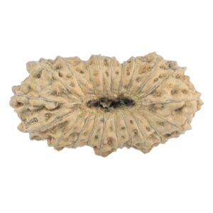 21 Mukhi Rudraksha 17.3mm 0.54gm - Rudraksha back