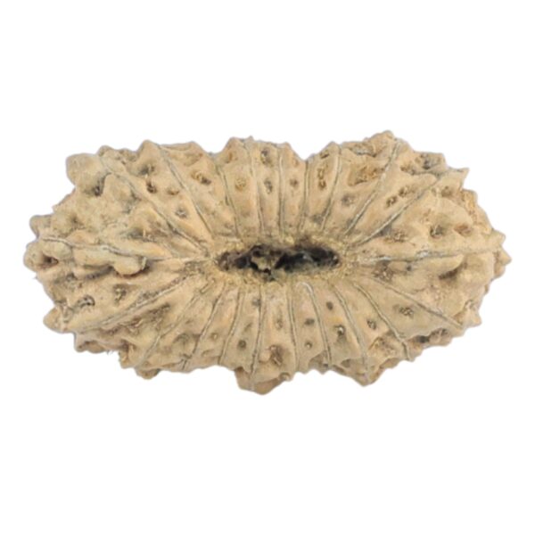 21 Mukhi Rudraksha 17.3mm 0.54gm - Rudraksha back