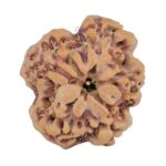 1MK(Underdeveloped) 24.3mm 4.36gm - Rudraksha back
