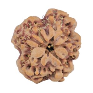 1MK(Underdeveloped) 24.3mm 4.36gm - Rudraksha back