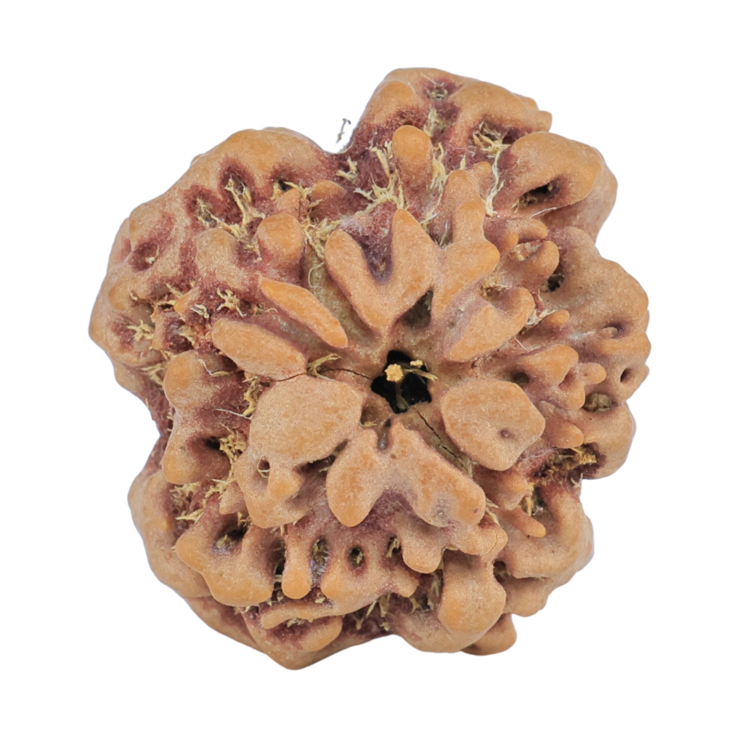 1MK(Underdeveloped) 24.3mm 4.36gm - Rudraksha back