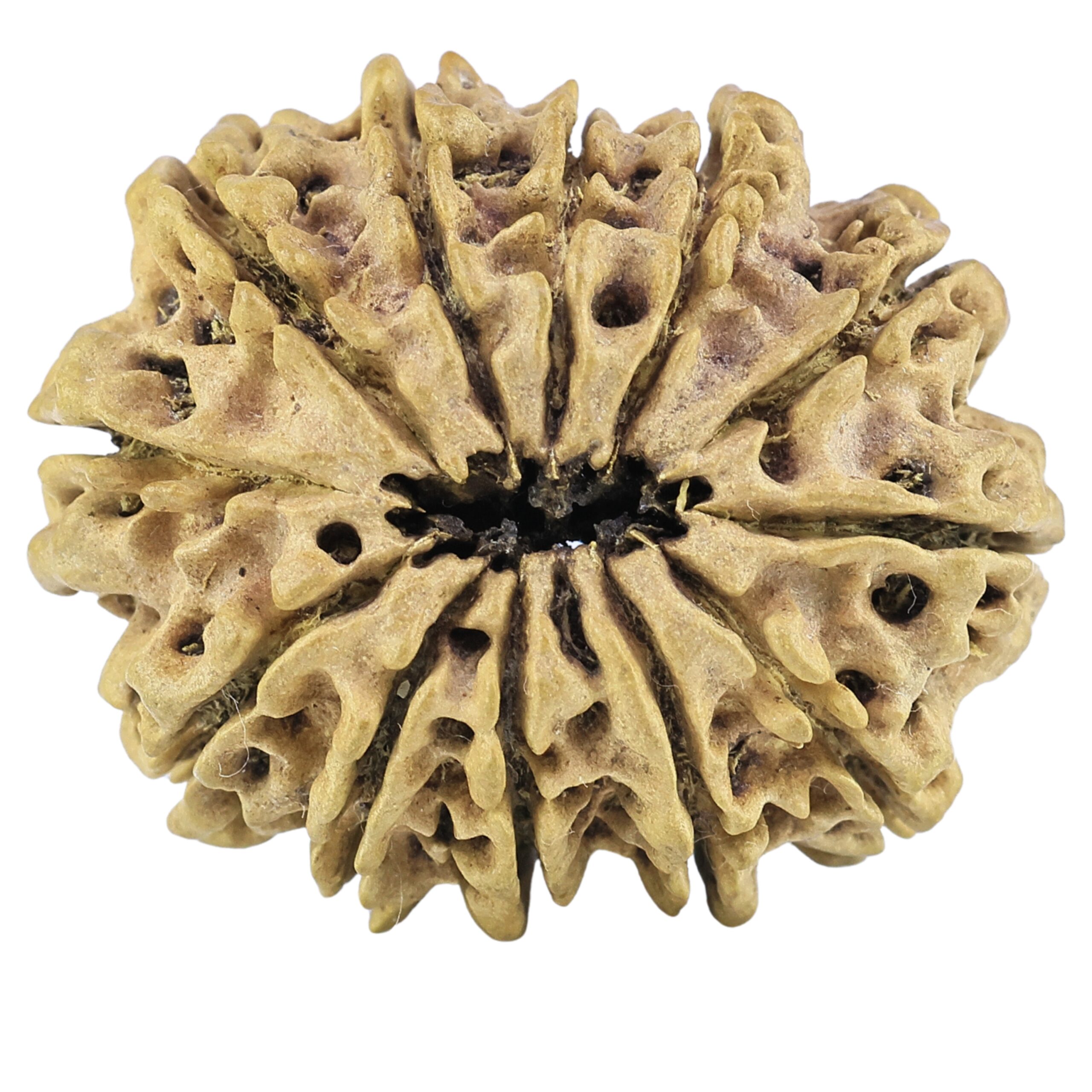 12 Mukhi Rudraksha 29.9mm 3.16gm - Rudraksha back