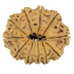 11 Mukhi Rudraksha 32mm 6.15gm - Rudraksha back