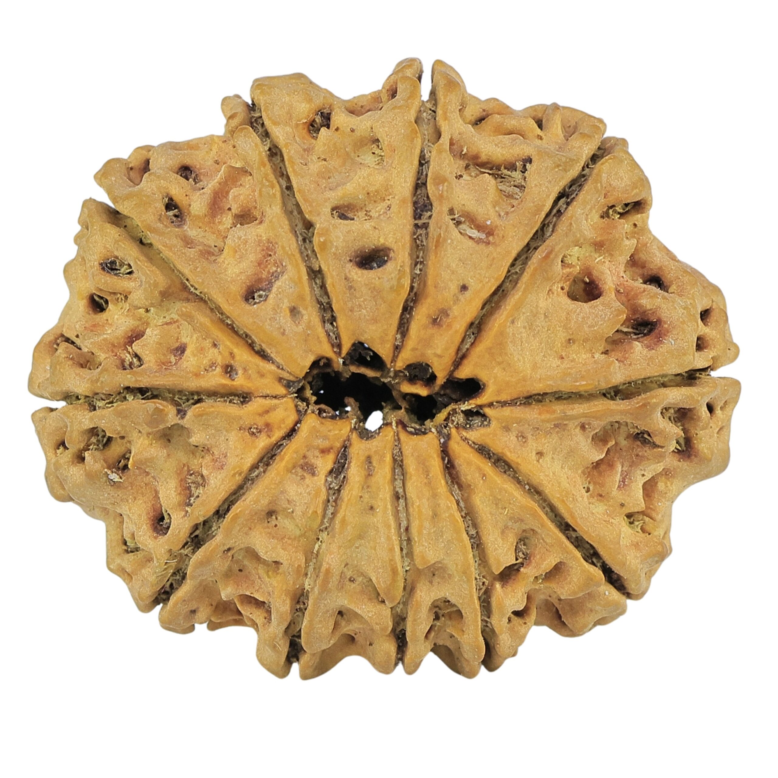 11 Mukhi Rudraksha 32mm 6.15gm - Rudraksha back