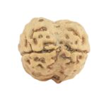 2 Mukhi Rudraksha 22.2mm 2.33gm - Rudraksha back