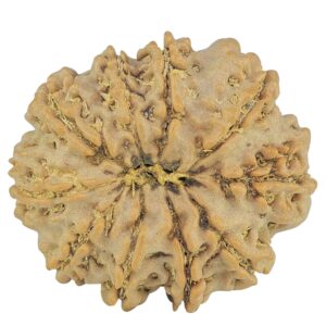 10 Mukhi Rudraksha 26.1mm 4.69gm - Rudraksha back