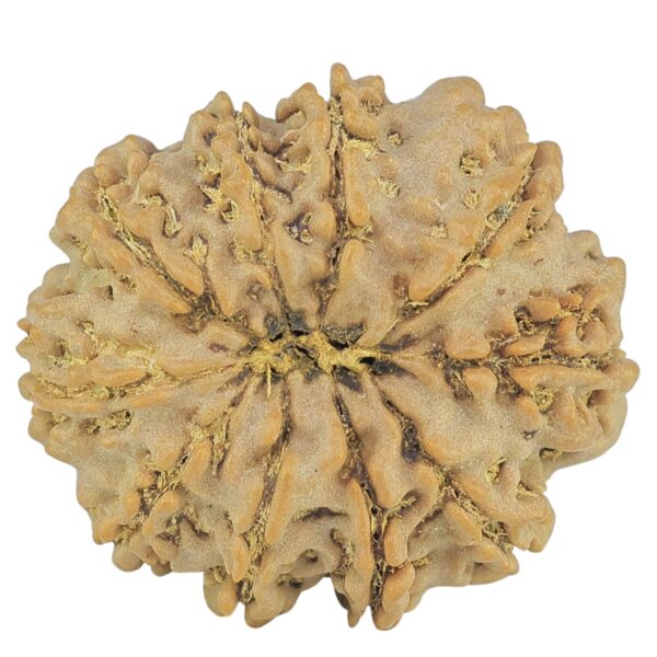 10 Mukhi Rudraksha 26.1mm 4.69gm - Rudraksha back