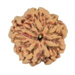 1MK(Underdeveloped) 22.3mm 3.61gm - Rudraksha back