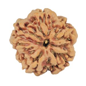1MK(Underdeveloped) 22.3mm 3.61gm - Rudraksha back